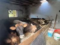 公牛, Red-spotted breed — 照片 3