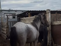 Cheval, Kustanai horse — photo 1
