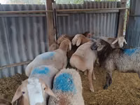 Ram, Rhon sheep — photo 1