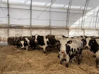 母牛, Galloway cow — 照片 5