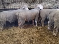 Ram, Ile-de-France sheep — photo 7