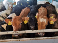 公牛, Cattle — 照片 1