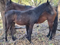 Caballos (lote, sexo no especificado), Karachay horse — foto 4