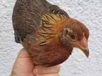 Chickens — 照片 1