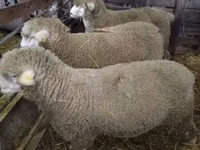 Ram, Ile-de-France sheep — photo 3
