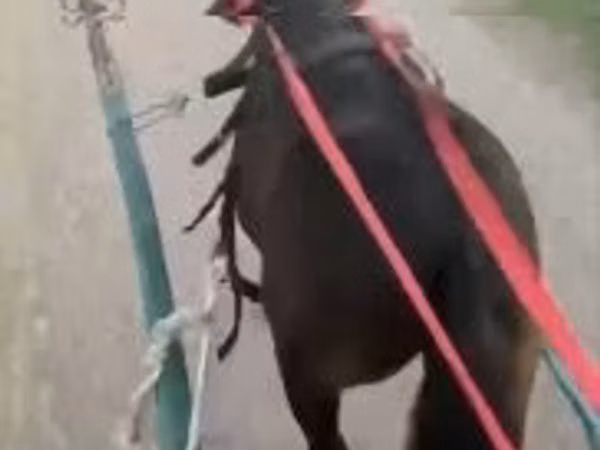 Horse (M), Horses