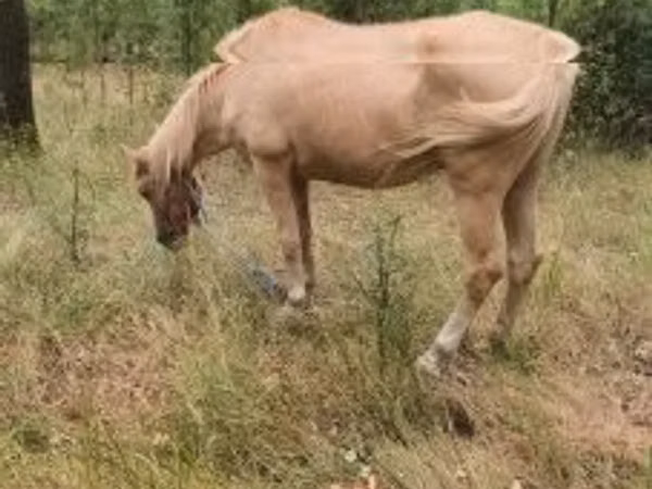 母马, Horses