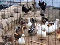 Deutscher Pekin — Foto 3