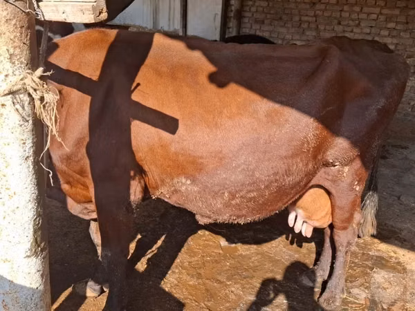 Vache, Red Estonian cattle
