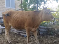 母牛, Caucasian Brown Cow — 照片 1
