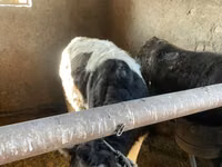 Vache, Russian Black pied cattle — photo 3