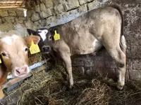 公牛, Simmental cattle — 照片 2