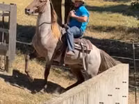Cheval, Rocky Mountain Horse — photo 3