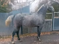 Stute, Orlov Trotter — Foto 3