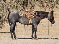 公马, Quarter Horse — 照片 5