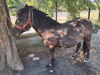 Jument, Chevaux — photo 8