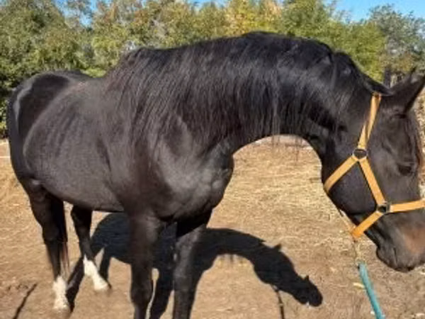 Cheval, Chevaux