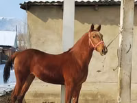 公马, Karabair horse — 照片 1