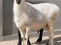 公羊, Sheep — 照片 2