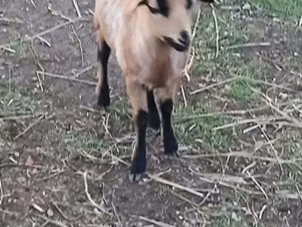 Schaf, Cameroon sheep