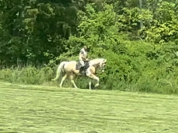 घोड़ा, Racking Horse