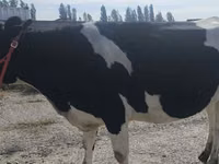 Vache, Russian Black pied cattle — photo 6