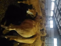 母牛, Aubrac cattle — 照片 1