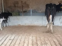 Vaca, Latvian Blue cattle — foto 4