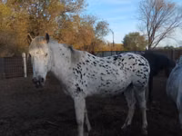 Yegua, Appaloosa — foto 1