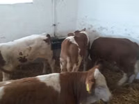 Bulle, Simmental cattle — Foto 1