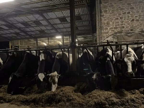 母牛, Holstein breed