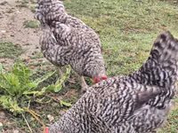 Chickens — photo 5