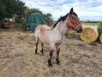 Yegua, Caballos — foto 3