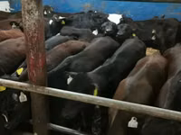सांड, Simmental cattle — फ़ोटो 6