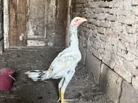 Chickens — Foto 3