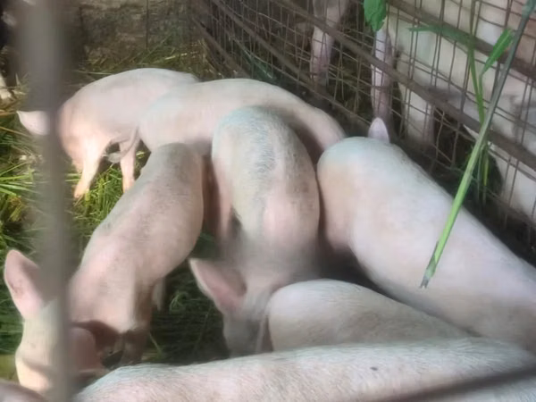 Porcs (lot, sexe non indiqué), Porcs
