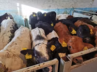 公牛, Cattle — 照片 3