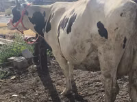 Vaca, Russian Black pied cattle — foto 8