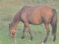 Stute, Azerbaijan horse — Foto 4