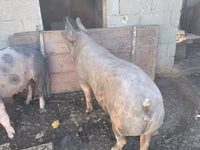 公猪, Pigs — 照片 1