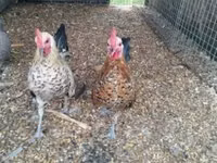 Holländisches Bantam — Foto 6