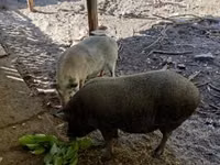 मादा सूअर — फ़ोटो 3
