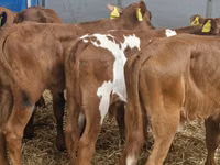 أبقار (دفعة، الجنس غير محدد), Simmental cattle — الصورة 2