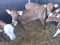 सांड, Simmental cattle — फ़ोटो 1