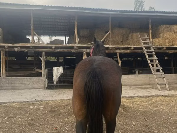 Stute, Percheron