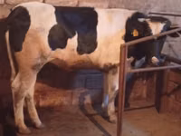 गाय, Russian Black pied cattle — फ़ोटो 1