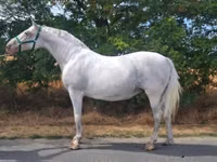 فرس, Lipizzaner — الصورة 1