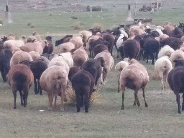 公羊, Sheep