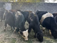 Toro, Aberdeen-Angus — foto 1