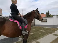 Yegua, Hungarian horse breed — foto 5
